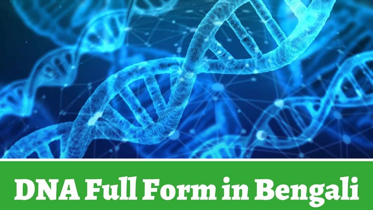 DNA Full Form in Bengali
