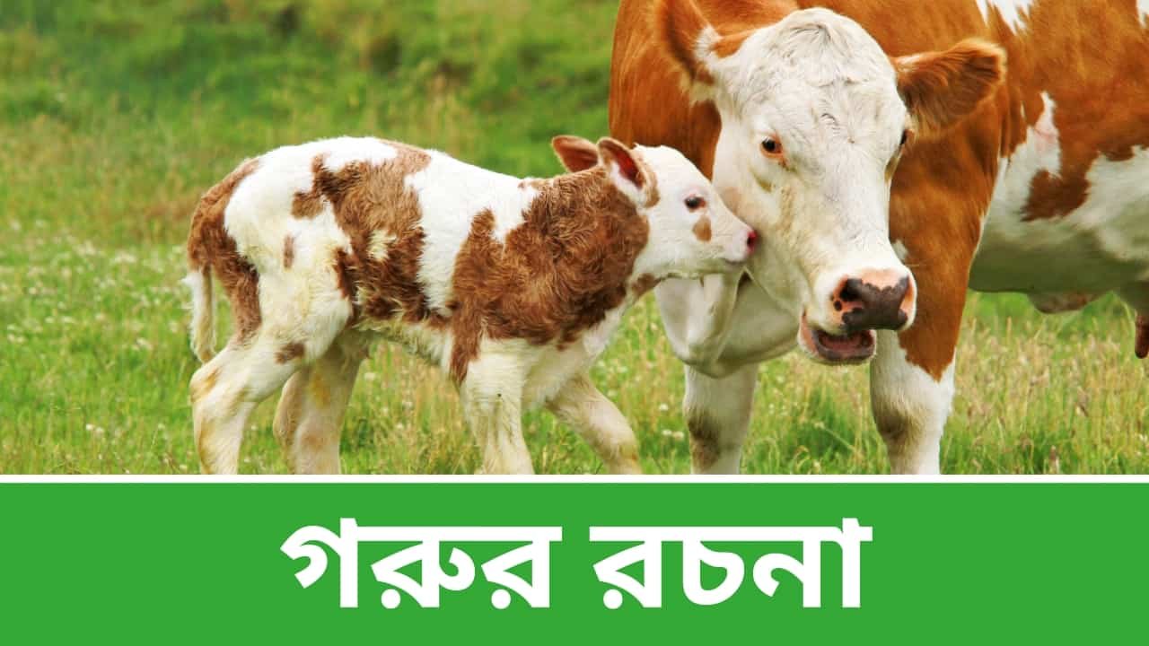 গরুর রচনা