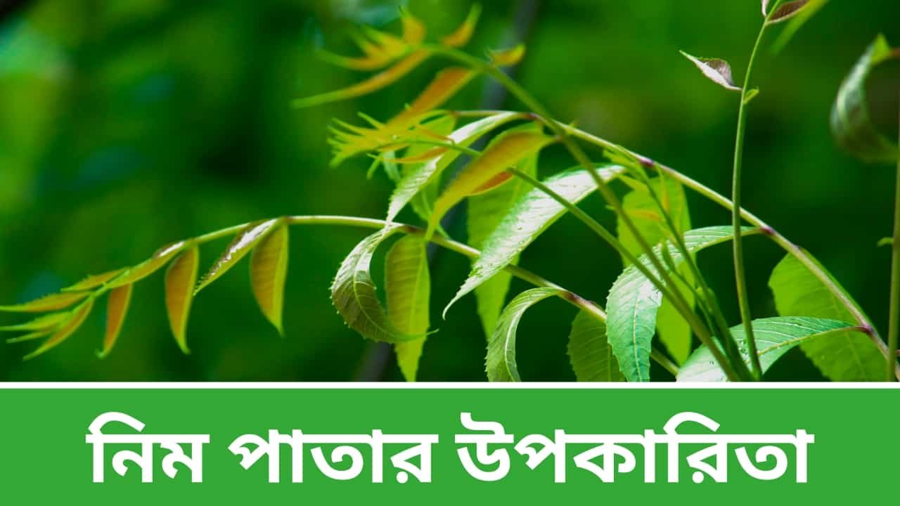 নিম পাতার উপকারিতা