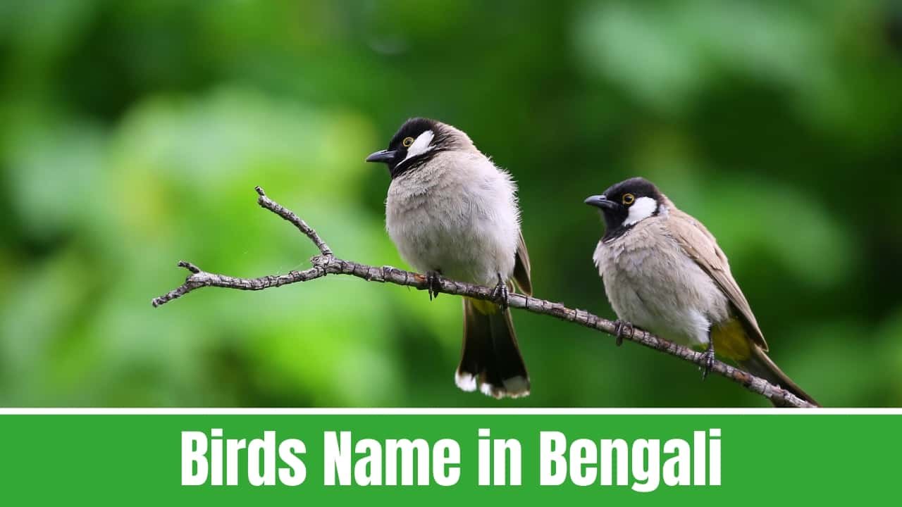 Birds Name in Bengali
