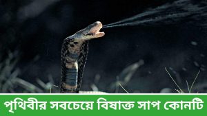 পৃথিবীর সবচেয়ে বিষাক্ত সাপ কোনটি